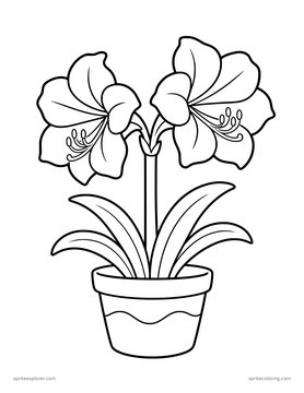 Printable adult coloring page: amaryllis in a pot.